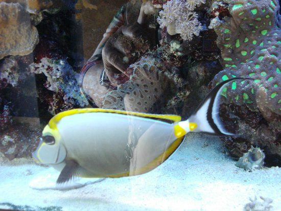 Akwarium Gdyńskie MIR